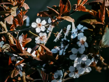 Glimmer Casino Farsímaforrit